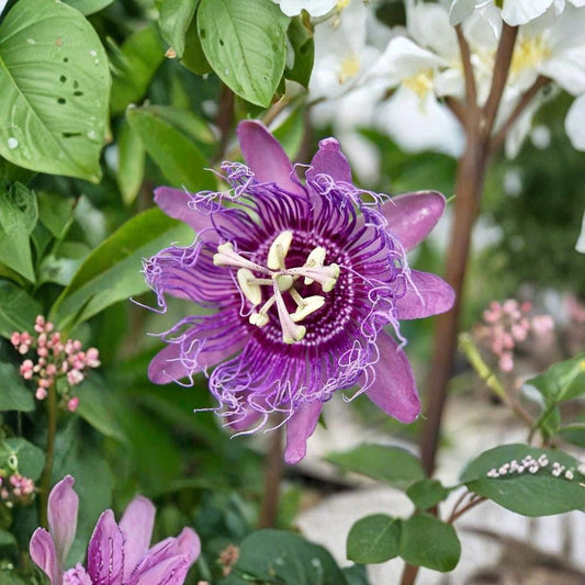 Passiflora Lady Lavender Live Plant – 6–8 Inch Starter | Lavender Purple Passionflower Vine | Pollinator Friendly | Ships No Pot