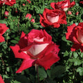 Love Grandiflora Rose – Rosa hybrida Live Plant | 3 Gallon Size | Ruby Red & White Fragrant Rose Bush | Includes Root Ball | Garden & Landscape Friendly | Easy to Grow