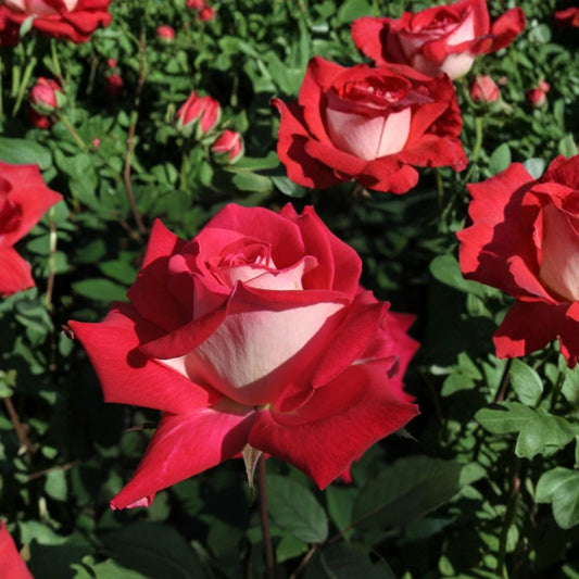 Love Grandiflora Rose – Rosa hybrida Live Plant | 3 Gallon Size | Ruby Red & White Fragrant Rose Bush | Includes Root Ball | Garden & Landscape Friendly | Easy to Grow