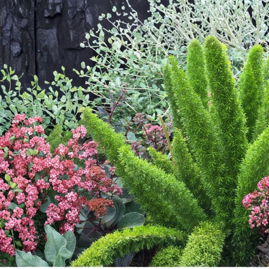 Live Foxtail Fern Plant – Asparagus densiflorus ‘Foxtail Fern’ | Evergreen Indoor & Outdoor Plant | Low Maintenance