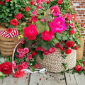Double Knock Out® Red Rose – Rosa Live Plant | 5 Gallon Size | Double Red Blooms | Disease Resistant Shrub Rose | Easy to Grow