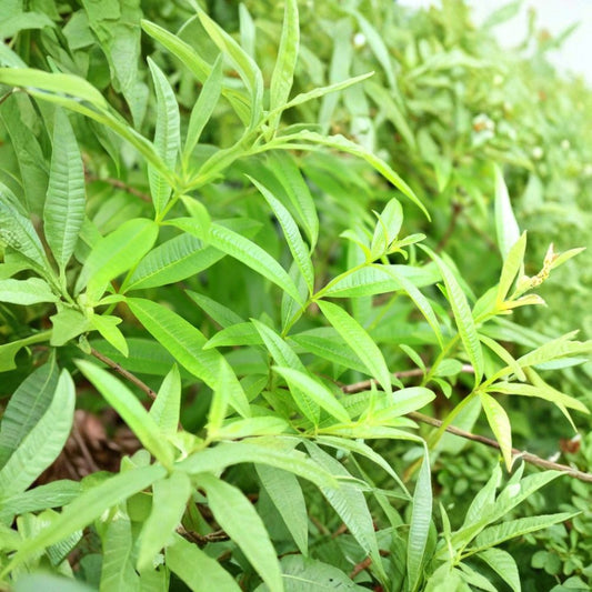 Organic Lemon Verbena Live Plant – Aloysia citriodora | 2.5–3.5 Inch Pot | Fragrant Culinary Herb | Lemon-Scented Leaves | Starter Plant