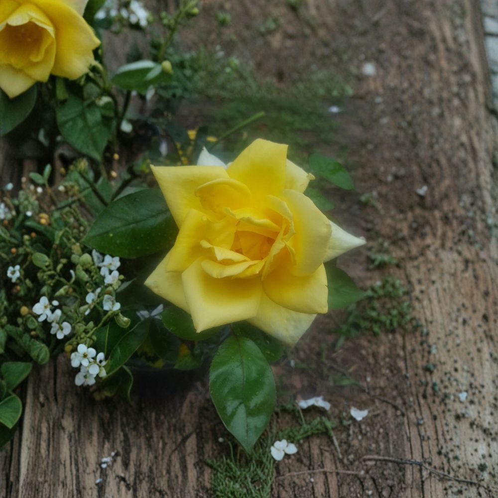 Oregold Grandiflora Rose – Live Bush Plant | 2 Gallon Size | Includes Rooted Rose Ready for Planting | Landscape & Garden Friendly | Easy to Grow