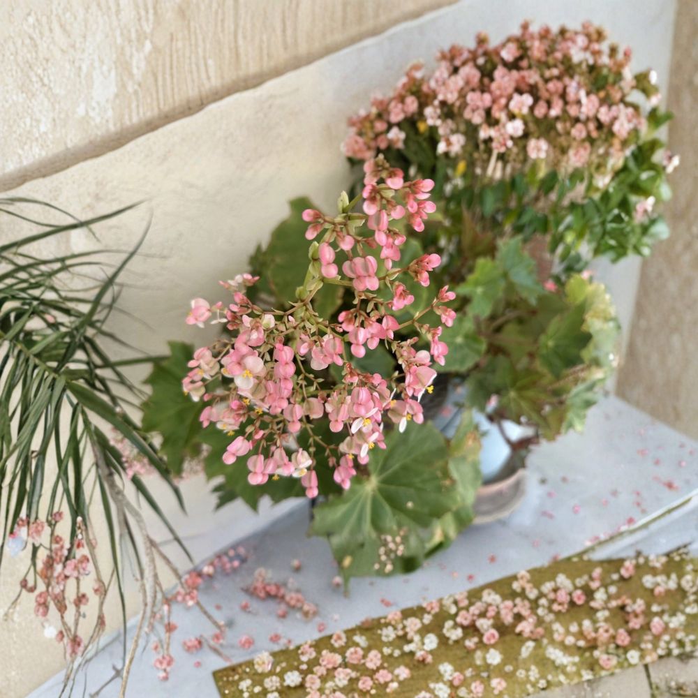 3 Live Begonia Plant Cuttings – 3–5 Inches Long | Rooted Pieces | Ships Without Pot | Pink Flowering Begonia | Easy to Propagate