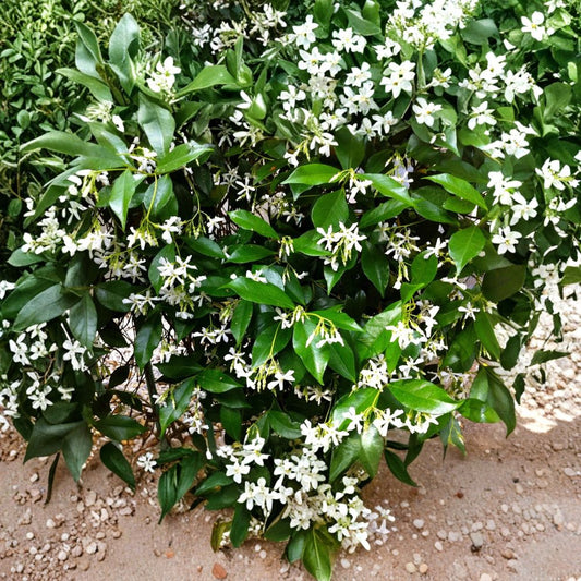 Organic Star Jasmine Live Cuttings | Set of 6 | 6+ Inch Unrooted Vines | Fragrant Climbing Vine | Easy Propagation