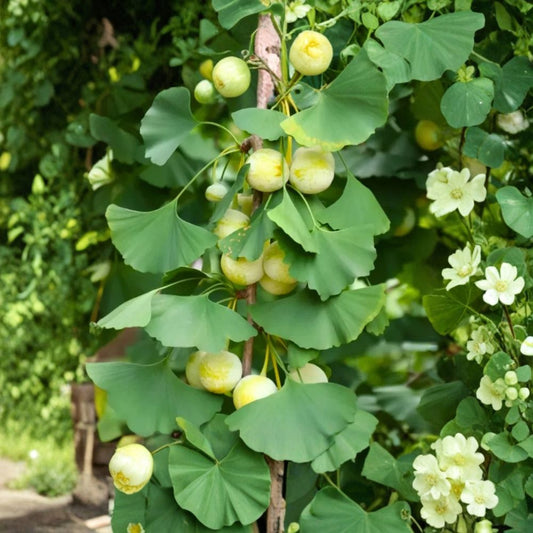 2 Live Ginkgo Trees – Ginkgo biloba | 12 Inch Plants | 4 Inch Pots | Hardy Deciduous Tree | Golden Fall Foliage