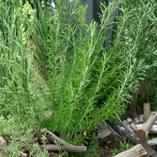 2 Organic Rosemary Cuttings – Salvia rosmarinus | Live Herb Cuttings | Culinary Herb | Easy to Root | Pollinator Garden Favorite