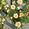 Southern Peach Rose – Rosa Live Plant | 5 Gallon Size | Apricot Yellow Blooms | Miniature Rose Bush | Easy to Grow