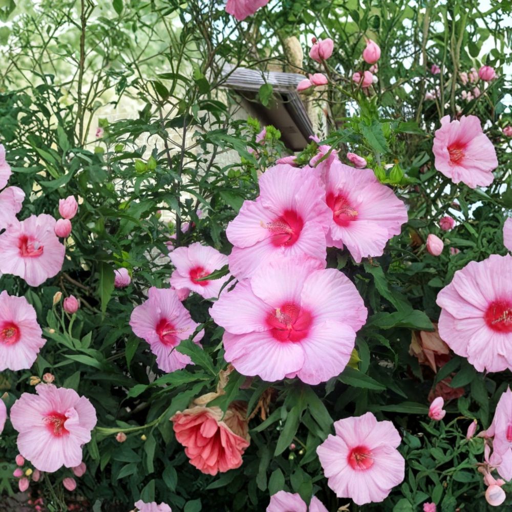 2 Live Lady Baltimore Hibiscus Plants – Hibiscus moscheutos | 6–12 Inches Tall | Ships Bare Root | Hardy Perennial with Large Pink Blooms | Pollinator Friendly