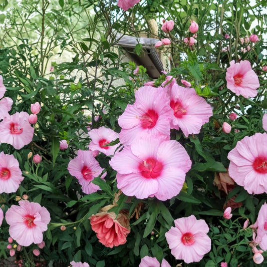 2 Live Lady Baltimore Hibiscus Plants – Hibiscus moscheutos | 6–12 Inches Tall | Ships Bare Root | Hardy Perennial with Large Pink Blooms | Pollinator Friendly