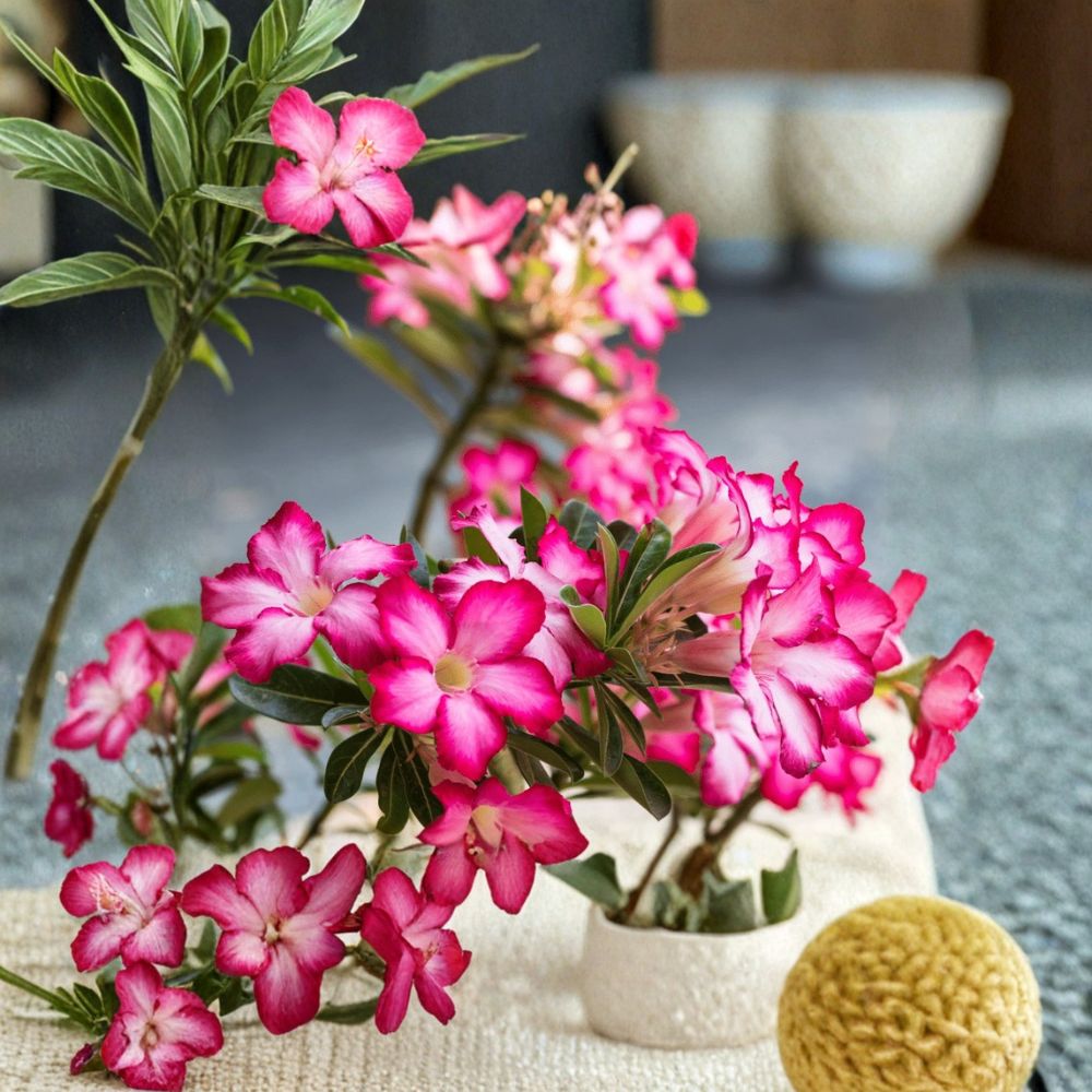 Live Pink Desert Rose Plant | Adenium obesum | 4–6 Inches Tall | Succulent | Ships Without Pot | Easy Care