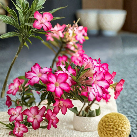 Live Pink Desert Rose Plant | Adenium obesum | 4–6 Inches Tall | Succulent | Ships Without Pot | Easy Care