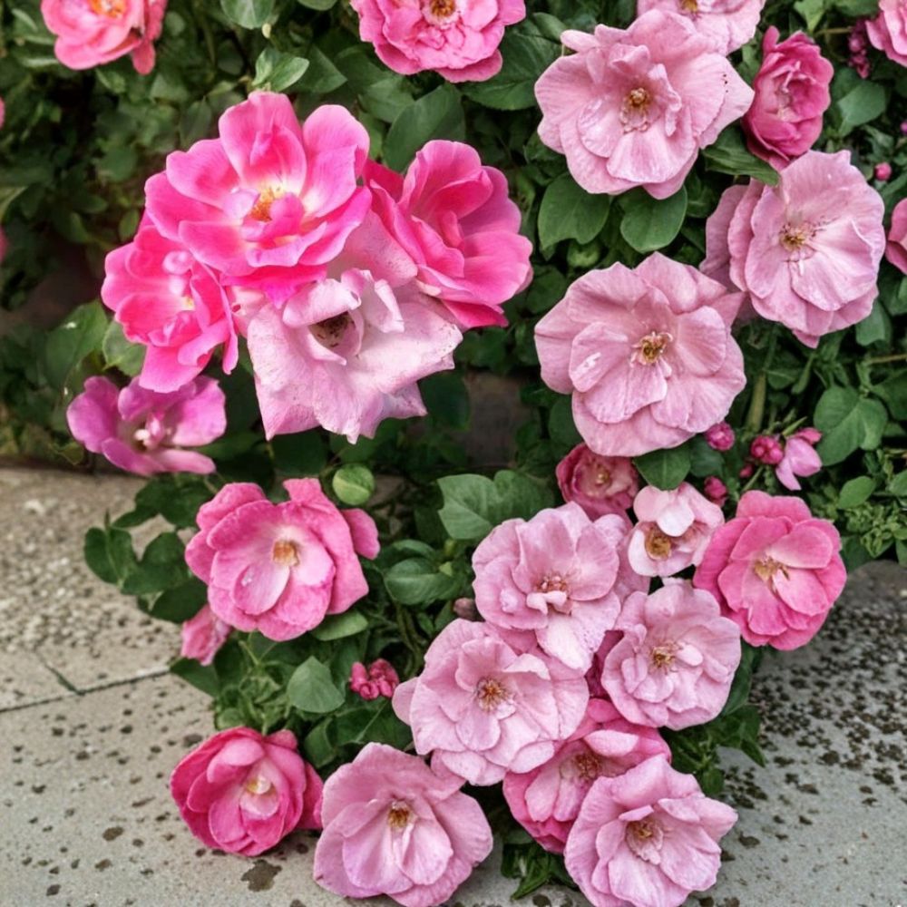 Pink Knock Out® Rose – Rosa hybrida Live Plant | 3 Gallon Size | Medium Pink Flowering Shrub | Includes Root Ball | Disease Resistant Landscape Rose | Easy to Grow