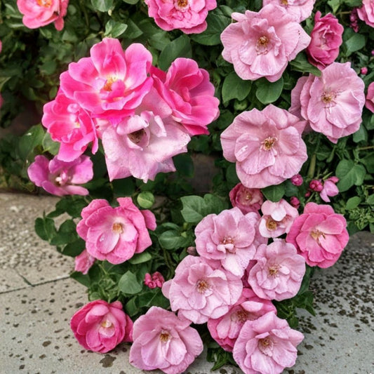 Pink Knock Out® Rose – Rosa hybrida Live Plant | 3 Gallon Size | Medium Pink Flowering Shrub | Includes Root Ball | Disease Resistant Landscape Rose | Easy to Grow