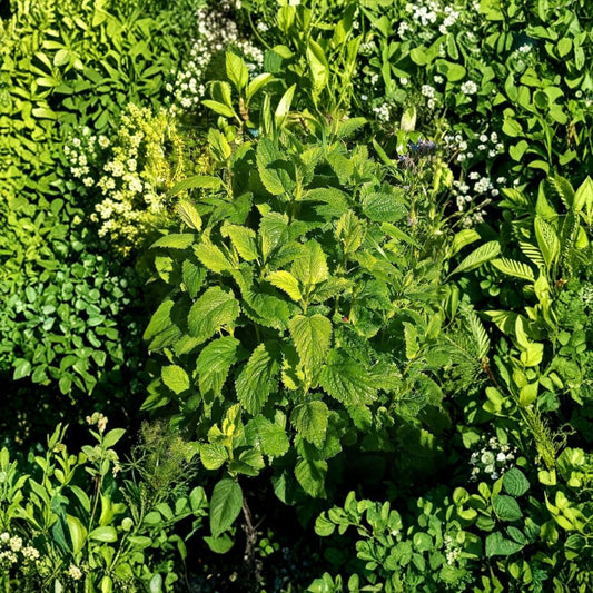 Live Lemon Balm Plants | Set of 2 | 4–6 Inches Tall | Ships Without Pot | Edible Culinary Herb | Garden & Container Friendly