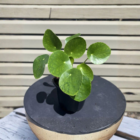 Chinese Money Plant – Pilea peperomioides Live Plant | 4" Pot | Indoor Houseplant | Round Green Leaves