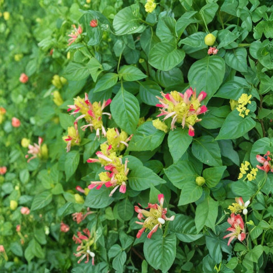 Fruit Cocktail Shrimp Plant – Justicia brandegeana Live Starter Plant | Well Rooted in Nursery Pot | Tropical Flowering Plant | Easy Care