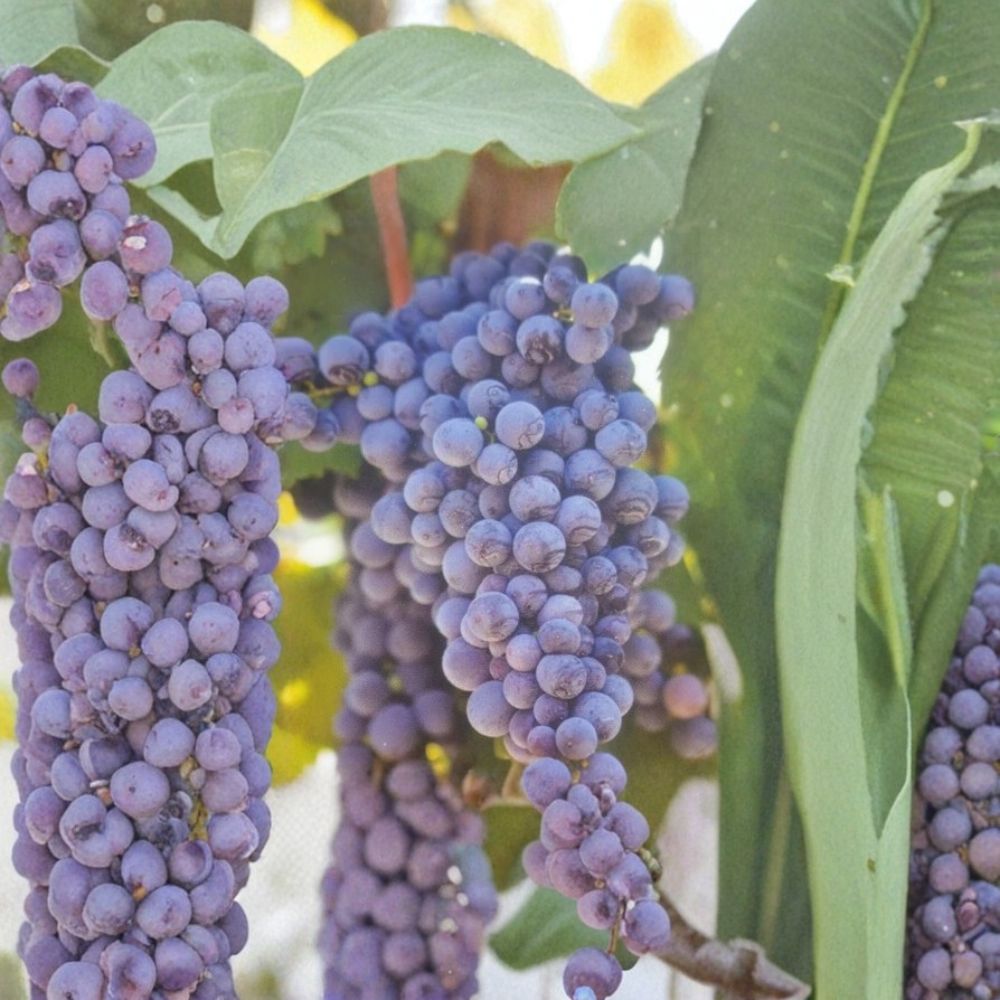 Fredonia Grape Vine – Vitis labrusca Live Plant | 2 Gallon Size | Includes Root Ball | Cold Hardy Fruit Vine | Trellis & Fence Friendly | Easy to Grow