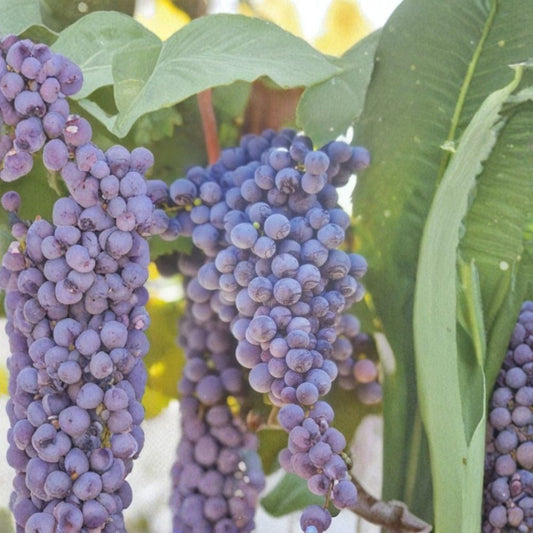 Fredonia Grape Vine – Vitis labrusca Live Plant | 2 Gallon Size | Includes Root Ball | Cold Hardy Fruit Vine | Trellis & Fence Friendly | Easy to Grow