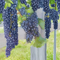 Mars Seedless Grape Vine – Vitis Live Plant | 3 Gallon Size | Sweet Seedless Grapes | Hardy Fruit Vine | Easy to Grow