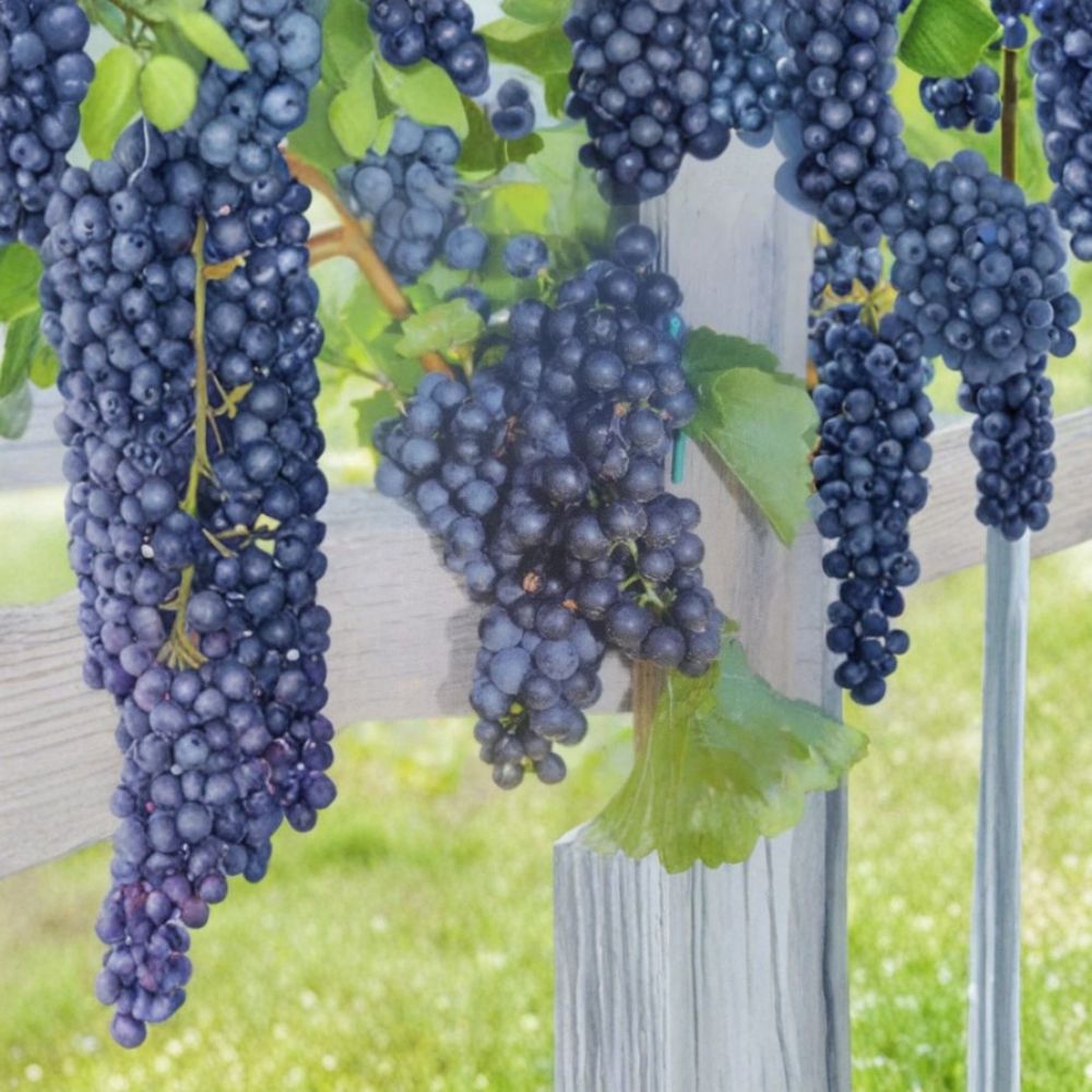 Mars Seedless Grape Vine – Vitis Live Plant | 3 Gallon Size | Sweet Seedless Grapes | Hardy Fruit Vine | Easy to Grow