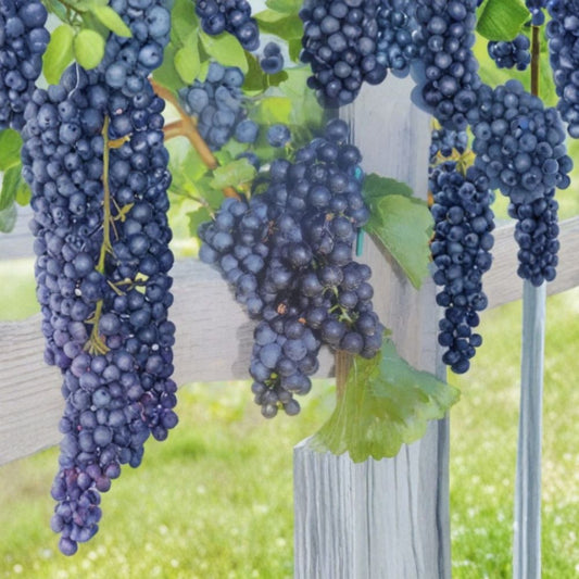 Mars Seedless Grape Vine – Vitis Live Plant | 3 Gallon Size | Sweet Seedless Grapes | Hardy Fruit Vine | Easy to Grow