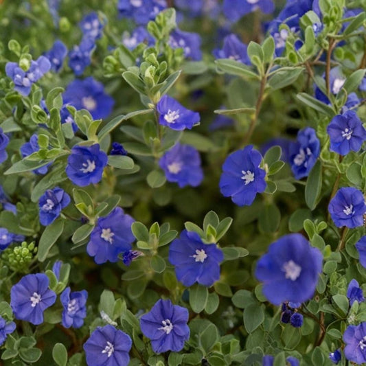 Evolvulus Blue Daze Live Plant – Well-Rooted Plug | Blue Flowering Trailing Plant | Hanging Basket & Garden Plant