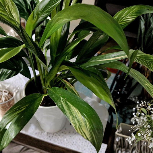 Variegated Silver Streak Pothos Live Rooted Plant – Rare Tropical Houseplant | Climbing Vine | Silver Variegated Foliage | Indoor Plant
