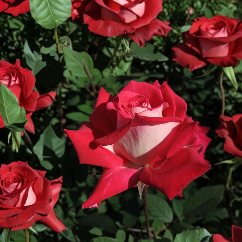 LOVE Grandiflora Rose – Live Bush Plant | 5 Gallon Size | Includes Rooted Rose Ready for Planting | Landscape & Garden Friendly | Easy to Grow