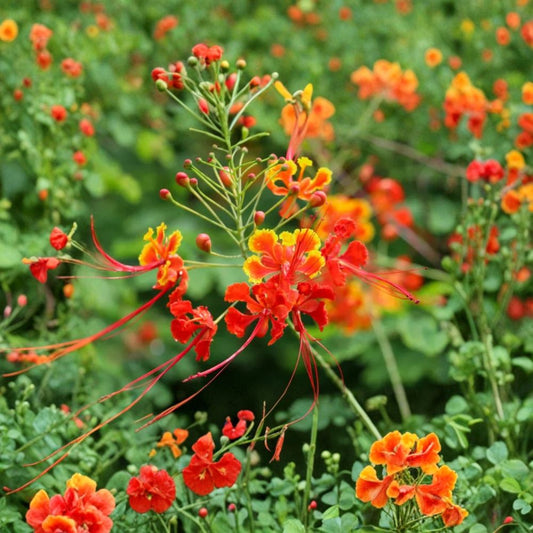 Red Bird of Paradise Live Plant – 4–8 Inch Tall | Caesalpinia pulcherrima | 4 Inch Pot | Tropical Flowering Shrub
