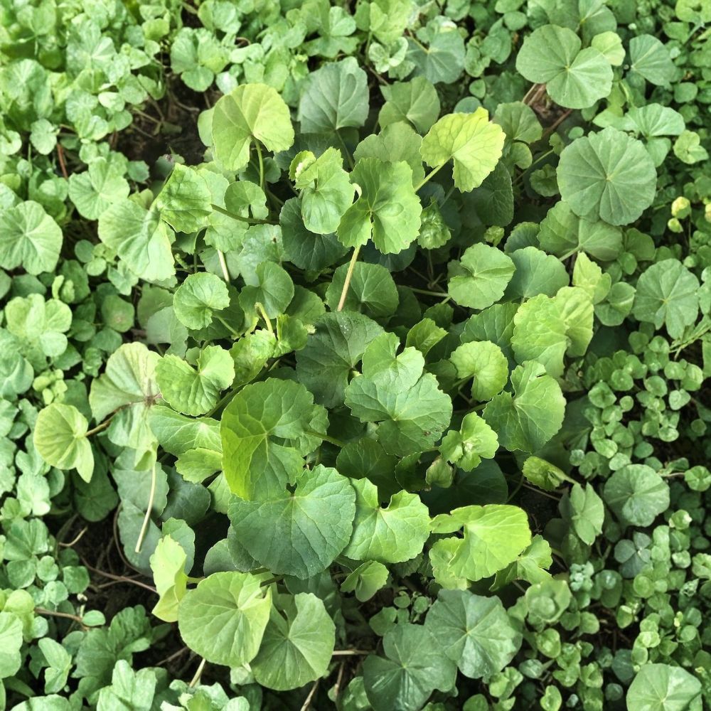 15 Live Gotu Kola Pennywort Plants – Centella asiatica | Bare Root Starter Plants | Ready to Plant | Groundcover Herb