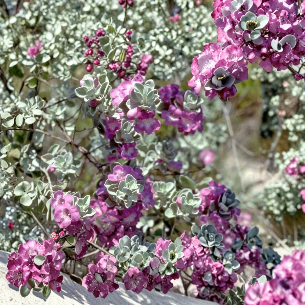 Texas ‘Green Cloud’ Sage Live Plant | 1 Gallon Pot | Leucophyllum frutescens | Drought Tolerant Shrub | Pink Flowering Landscape Plant