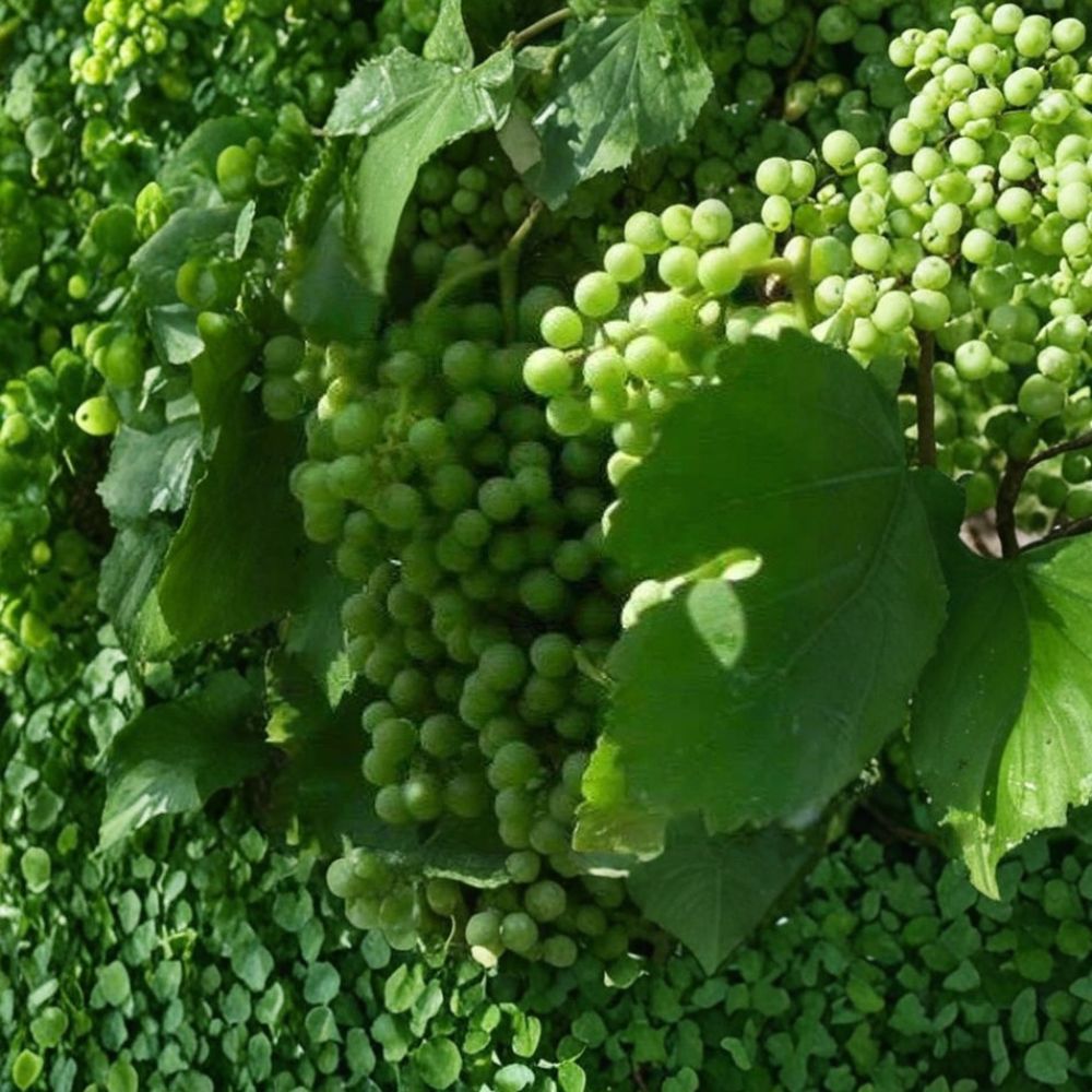 Chardonnay White Wine Grape Vine – Vitis vinifera Live Plant | 4–6 Feet Tall | Self-Fertile Wine Grape | Vineyard Favorite | Fast Growing