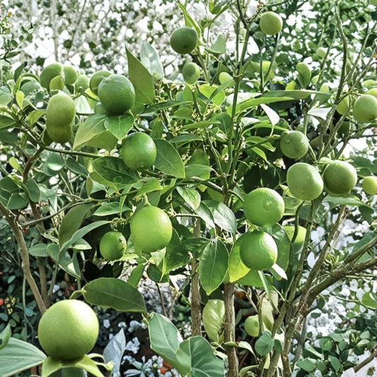 Mexican Key Lime Tree Live Plant – 3–4" Tall | Citrus aurantiifolia | Well-Rooted Starter | 1" Pot