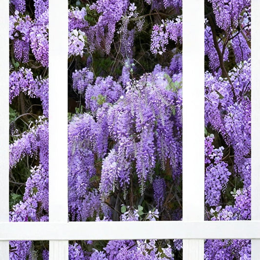 2 Live Wisteria Plants – Rooted Cuttings | 6–10 Inches Tall | Ships Bare Root | Hardy Flowering Vine | No Pot