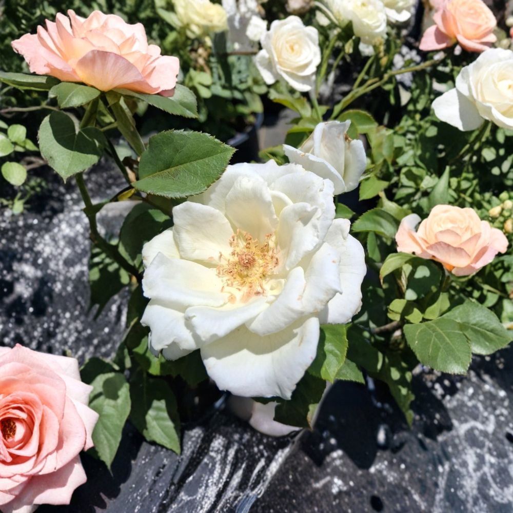 White Lightnin Grandiflora Rose – Live Bush Plant | 5 Gallon Size | Includes Rooted Rose Ready for Planting | Landscape & Garden Friendly | Easy to Grow
