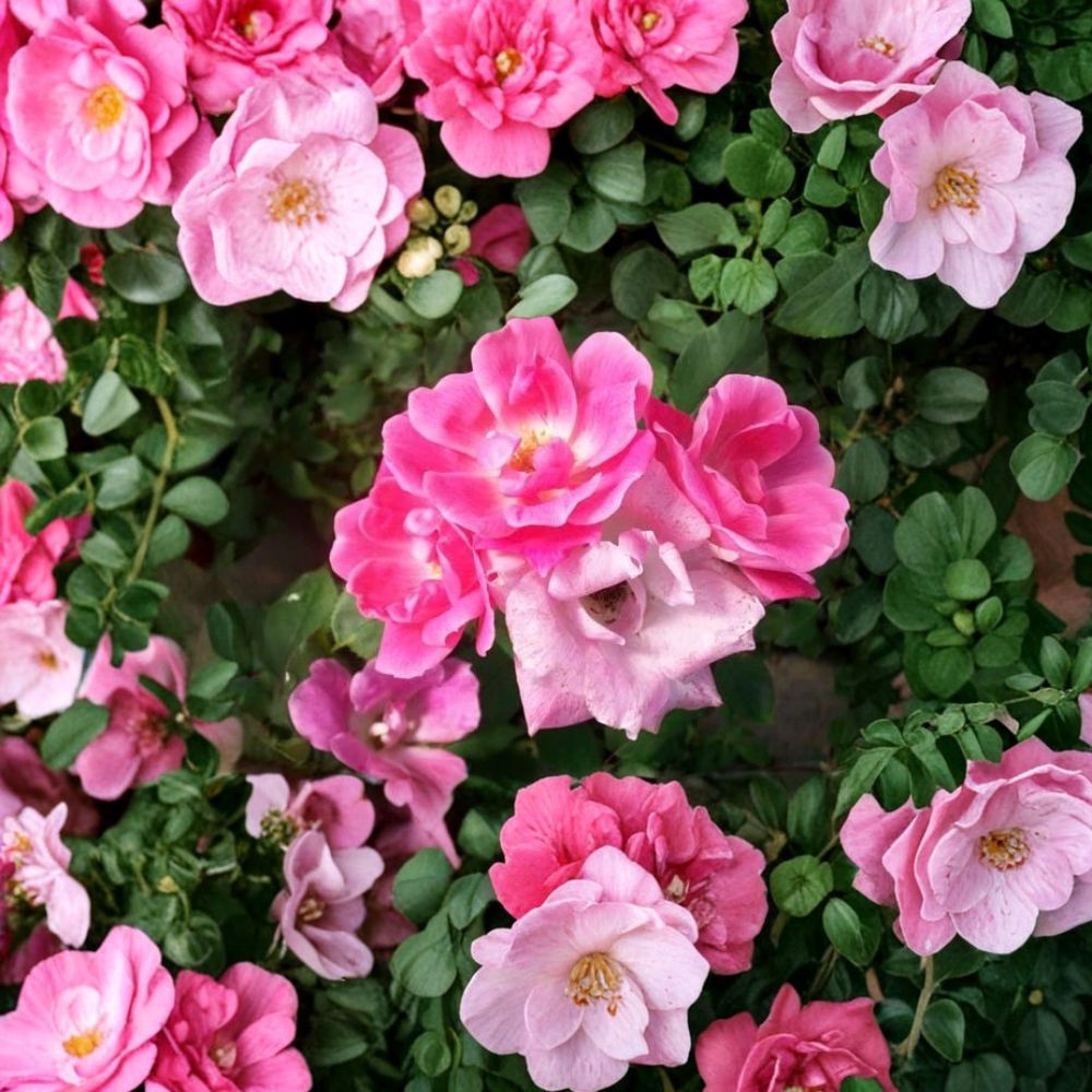 Pink Knock Out® Rose – Rosa hybrida Live Plant | 2 Gallon Size | Medium Pink Flowering Shrub | Includes Root Ball | Disease Resistant Landscape Rose | Easy to Grow