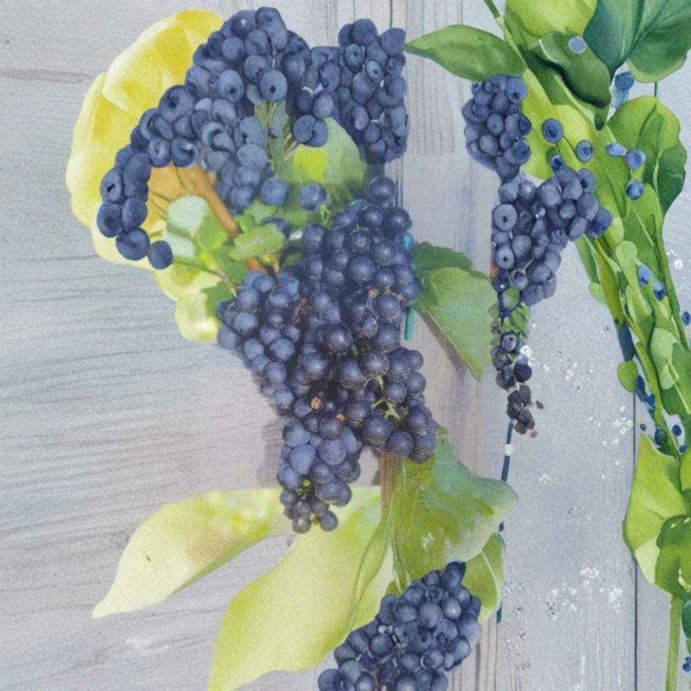 Mars Seedless Grape Vine – Vitis Live Plant | 2 Gallon Size | Sweet Seedless Grapes | Hardy Fruit Vine | Easy to Grow