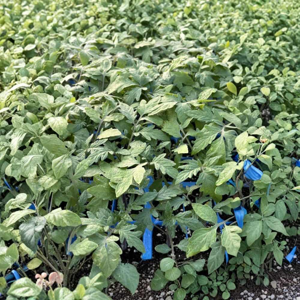 Lot of 3 Big Beef Tomato Live Plants | 6–10 Inches Tall | 60+ Days Old | Includes Nursery Pots | High-Yield Vegetable Garden Starter | Container & Backyard Friendly