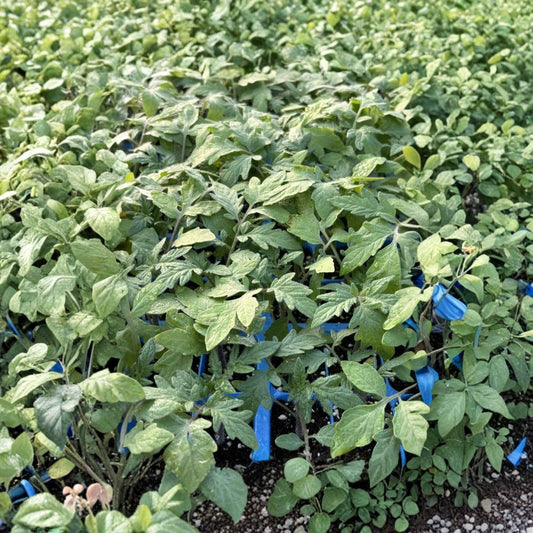 Lot of 3 Big Beef Tomato Live Plants | 6–10 Inches Tall | 60+ Days Old | Includes Nursery Pots | High-Yield Vegetable Garden Starter | Container & Backyard Friendly
