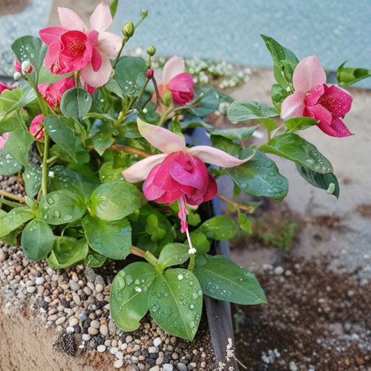 7th Heaven Fuchsia Live Plant – 6 Inch Pot | Fuchsia Hybrid | Flowering Ornamental Plant | Hanging Basket & Shade Garden
