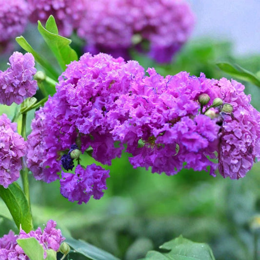 Purple Crape Myrtle – Lagerstroemia indica Live Starter Plant | 12–18 Inches Tall | Ships Bare Root | Flowering Tree or Shrub | Easy to Grow