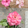Nichole Everblooming Floribunda Rose – Live Rose Bush Plant | 3 Gallon Size | White & Pink Blooms | Reblooming Garden Rose | Shipped Root Wrapped