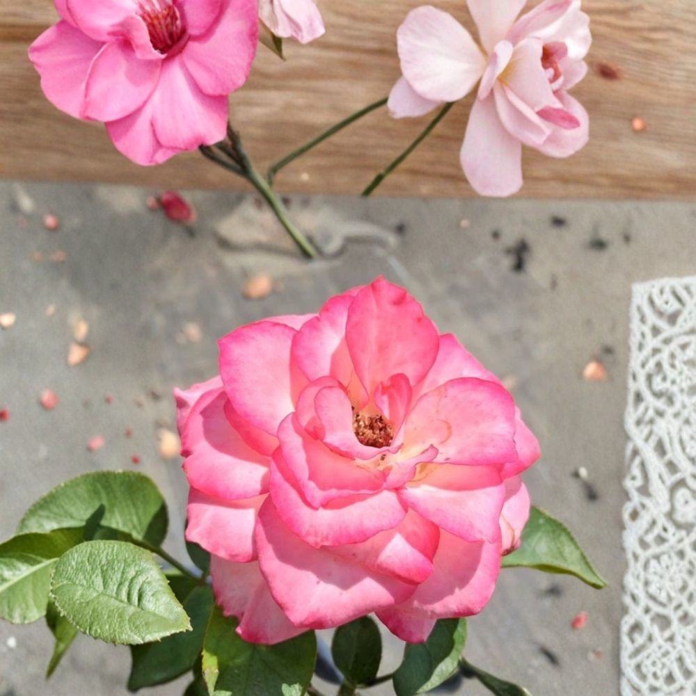 Nichole Everblooming Floribunda Rose – Live Rose Bush Plant | 3 Gallon Size | White & Pink Blooms | Reblooming Garden Rose | Shipped Root Wrapped