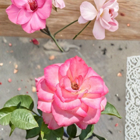 Nichole Everblooming Floribunda Rose – Live Rose Bush Plant | 3 Gallon Size | White & Pink Blooms | Reblooming Garden Rose | Shipped Root Wrapped