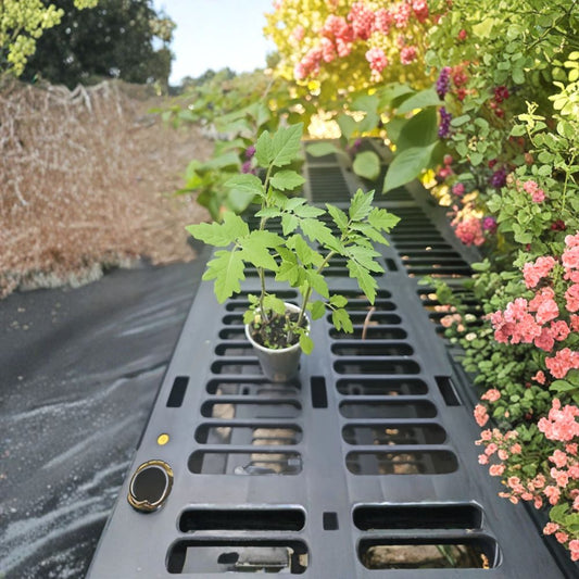 2-in-1 Florida Everglades Cherry Tomato Live Plants – Organic Solanum | Heirloom Cherry Tomato | No Pot