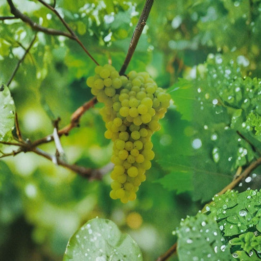 Lakemont Seedless White Grape Vine – Live Plant | 2 Gallon Size | Includes Rooted Grapevine Ready for Planting | Vineyard & Backyard Friendly | Easy to Grow