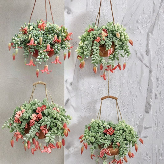 Cotyledon Pendens Live Succulent Plant – Trailing Bear’s Paw Cotyledon | Bare Root | Cascading Succulent for Pots & Hanging Baskets