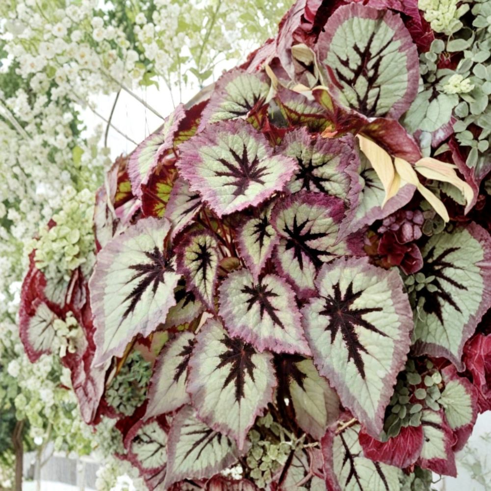 Begonia Fire Woman Live Plant | 4–6 Inches Tall | Ships Without Pot | Colorful Ornamental Houseplant | Easy to Grow