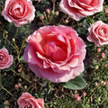 Princesse de Monaco Grandiflora Rose – Live Pink Rose Bush | 3 Gallon Plant | Elegant Bi-Color Blooms | Hardy Garden Rose | Ready to Plant